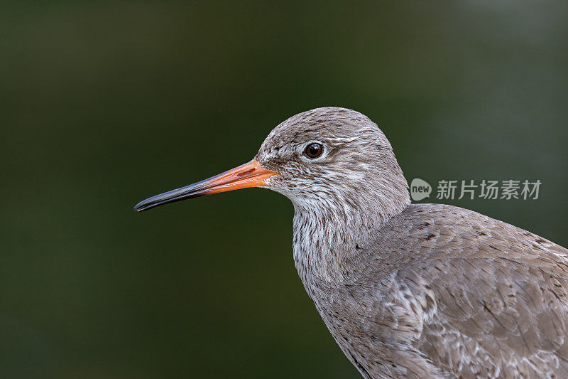 常见的红小腿(Tringa totanus)近距离拍摄